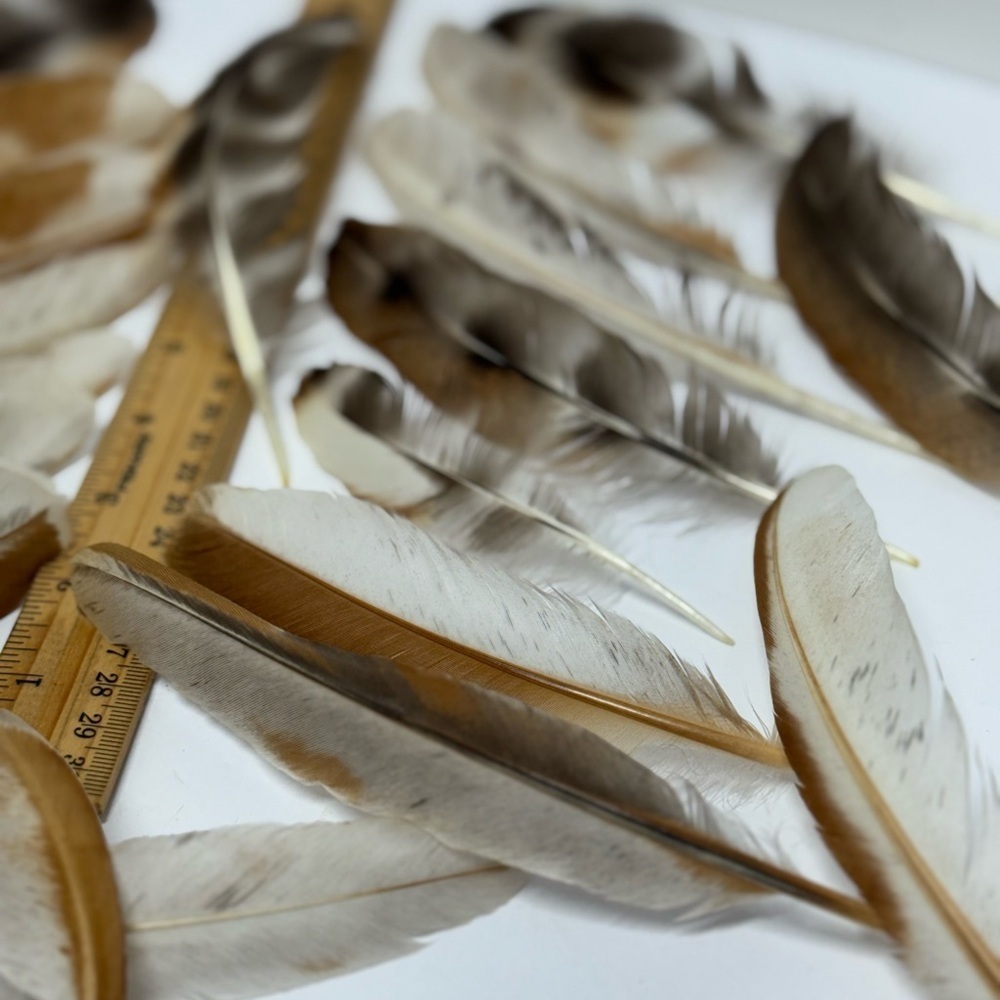All Natural “Candy Corn Calico” Chicken feathers. Pack of 20 - Picture 7 of 10